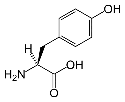 NAC N-Acetyl Cysteine Best Nootropic Iso Brain Supplement 2023 20 L tyrosine skeletal large