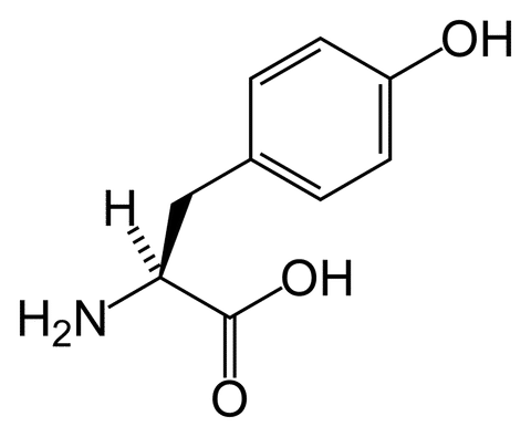 L tyrosine skeletal large