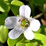 bacopa monnieri large