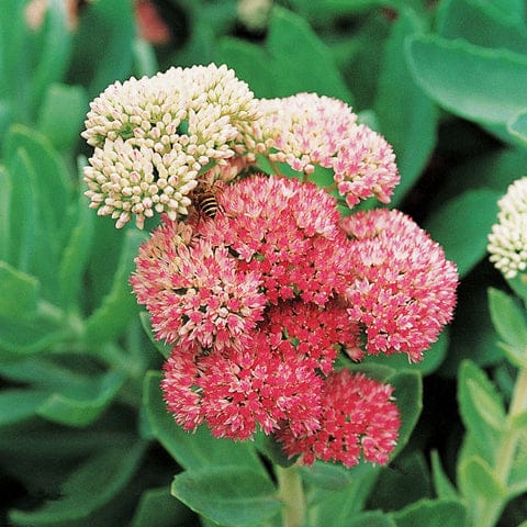 rhodiola large