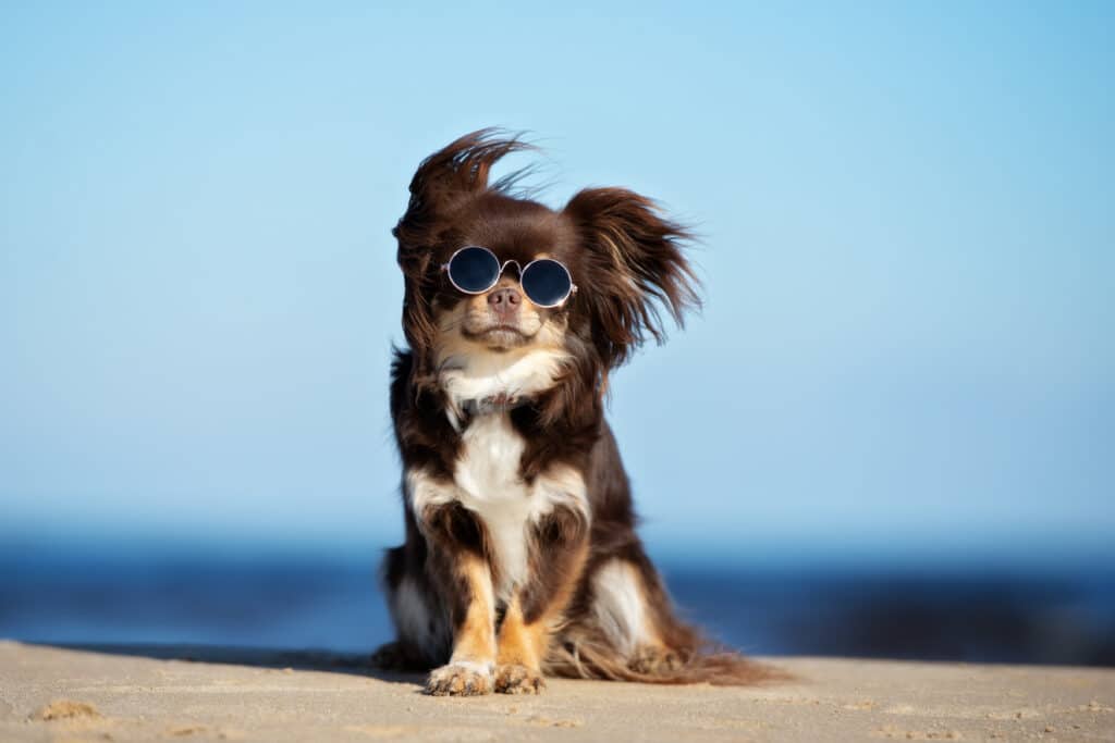 Are Chihuahuas Smart? The TRUTH as of 2023 2 shutterstock 1081879181
