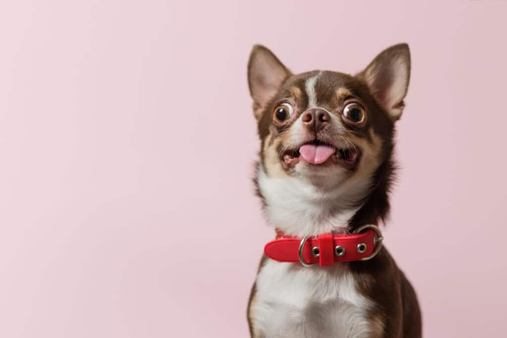 Are Chihuahuas Smart? The TRUTH as of 2023 3 shutterstock 1592176666