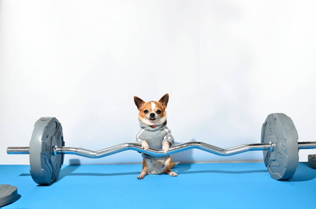 Are Chihuahuas Smart? The TRUTH as of 2023 1 shutterstock 1965911221