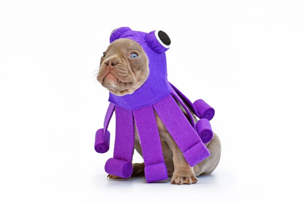The Elder Brain Dragon: A Deadly Enemy in 2023 2 puppy cosplaying as elder brain dragon