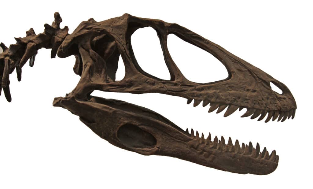 What Was the Smartest Dinosaur? Here are 3 Dino-Geniuses 3 smartest dinosaur