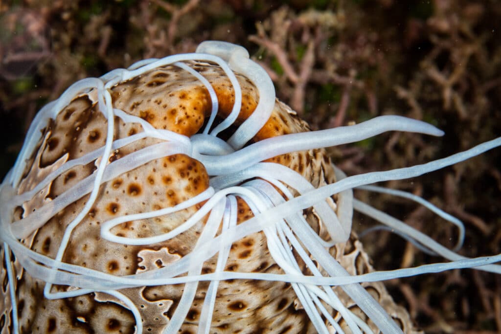 Do Ants Have Brains? Best Answer 2023 3 do sea cucumbers have brains