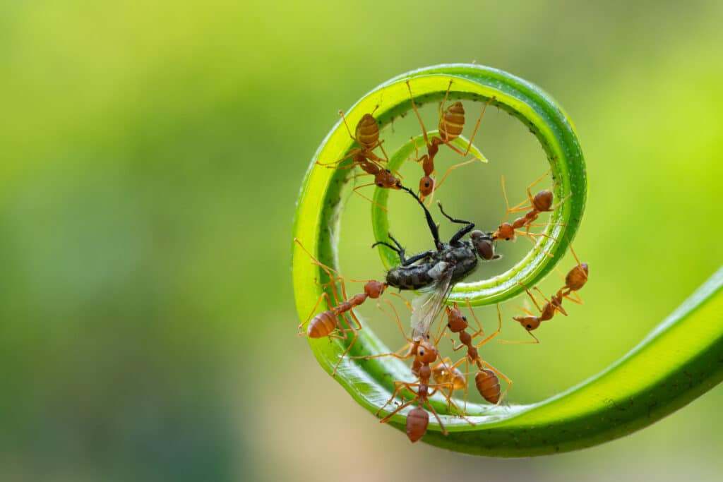 Do Ants Have Brains? Best Answer 2023 2 shutterstock 1939770022