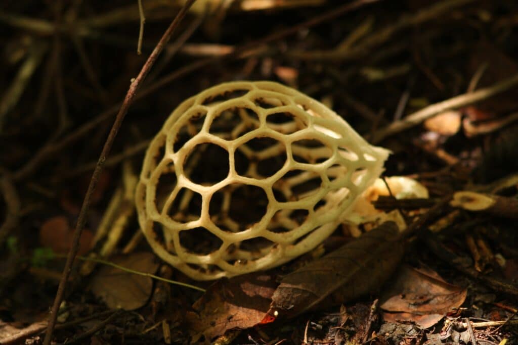 Genius Mushrooms: 2023 Galaxy Brain Guide 2 genius mushrooms