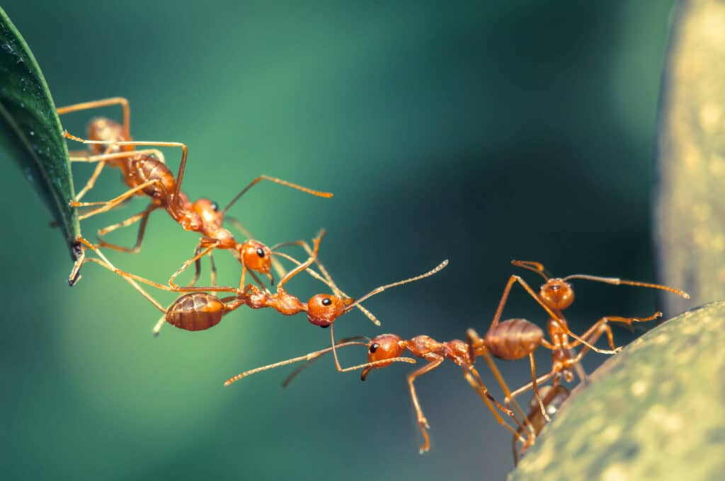 Do Ants Have Brains? Best Answer 2023 1 do ants have brains