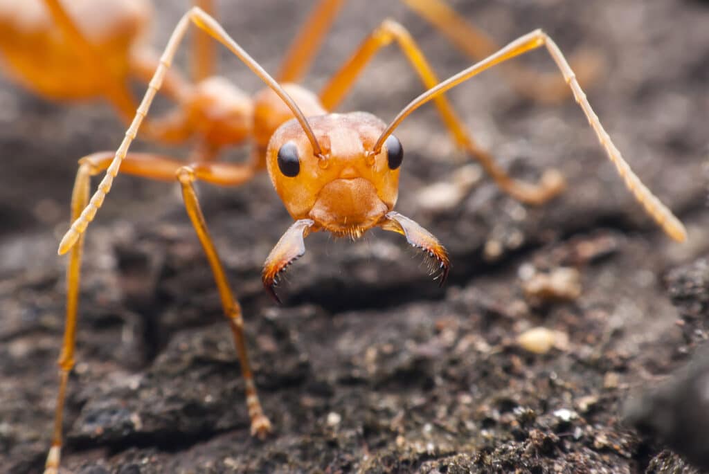 do ants have brains
