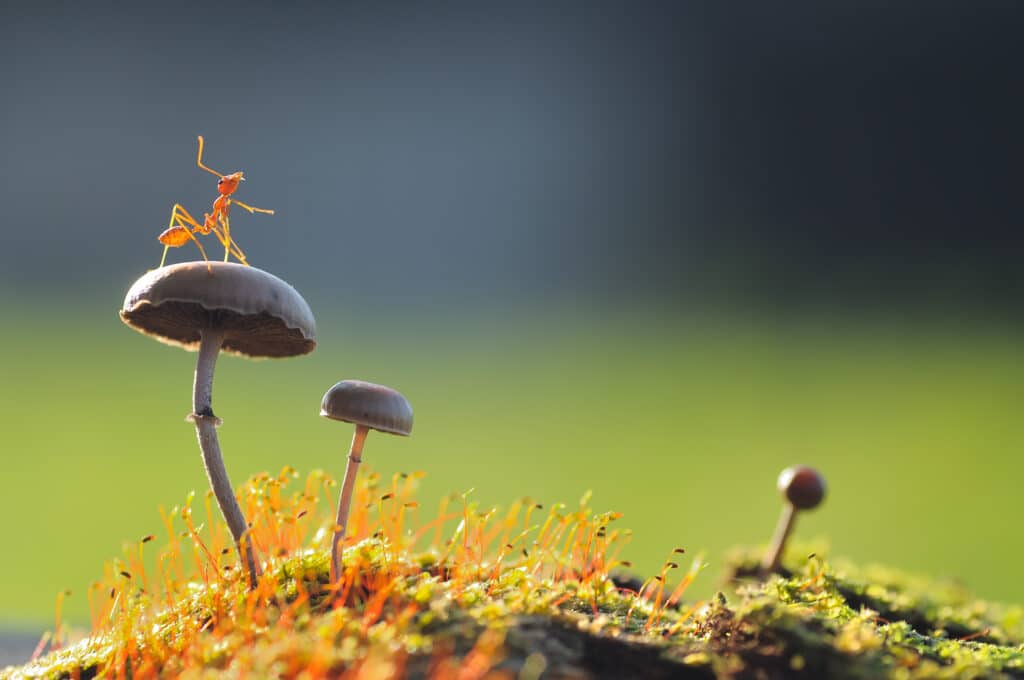 Genius Mushrooms: 2023 Galaxy Brain Guide 3 shutterstock 284345066