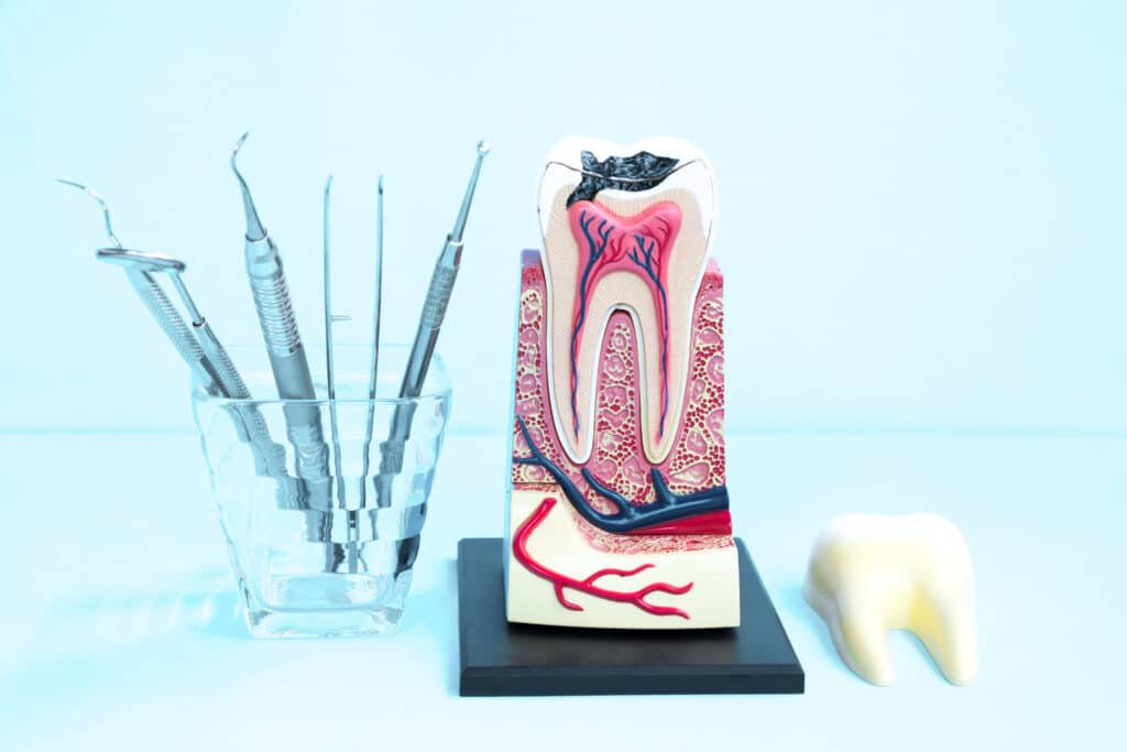 What are Teeth Made of? 2023 Latest Best Science 2 what are teeth made of