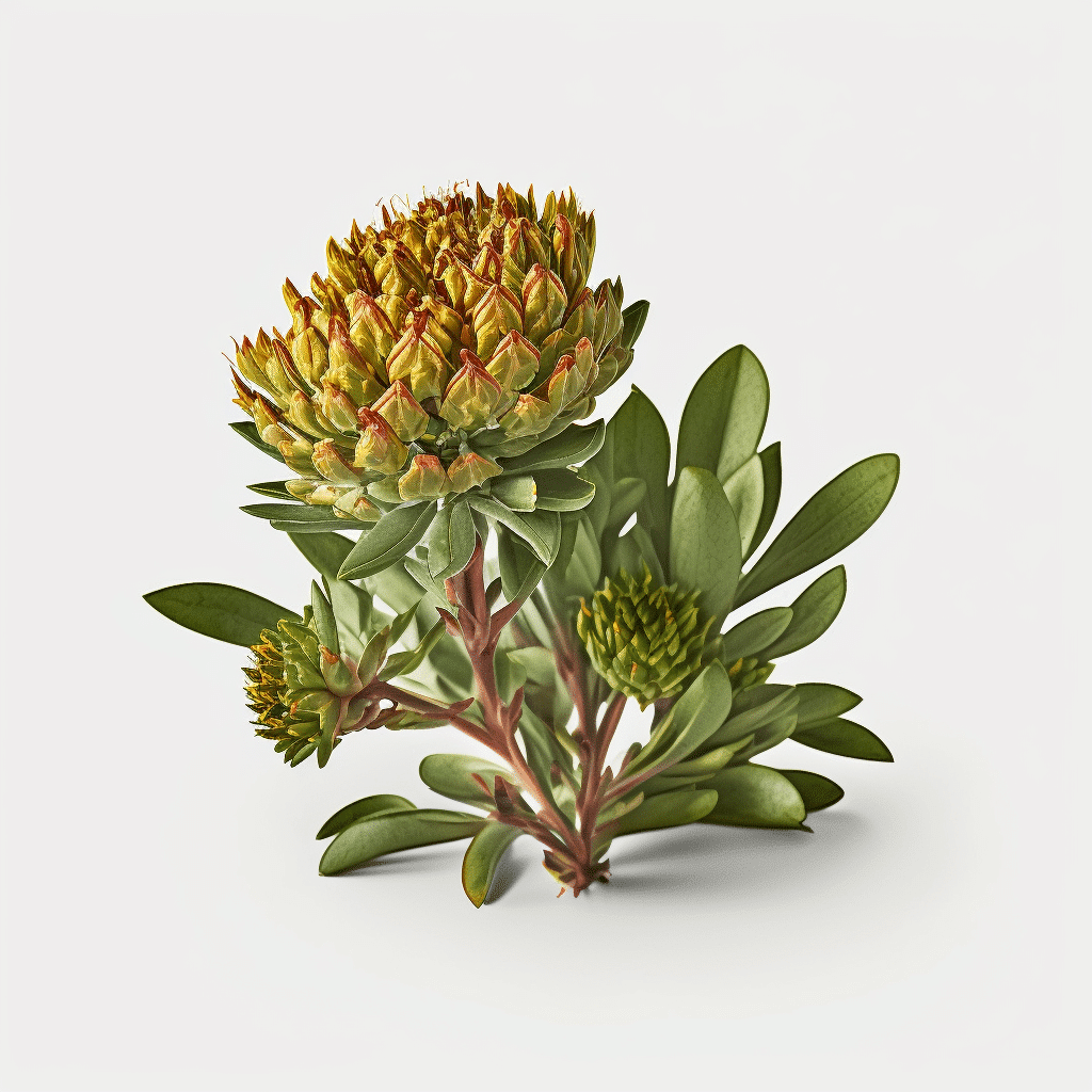 Rhodiola Rosea Nootropic Research in Iso Brain 2023 5 NAC N-Acetyl- Cysteine
