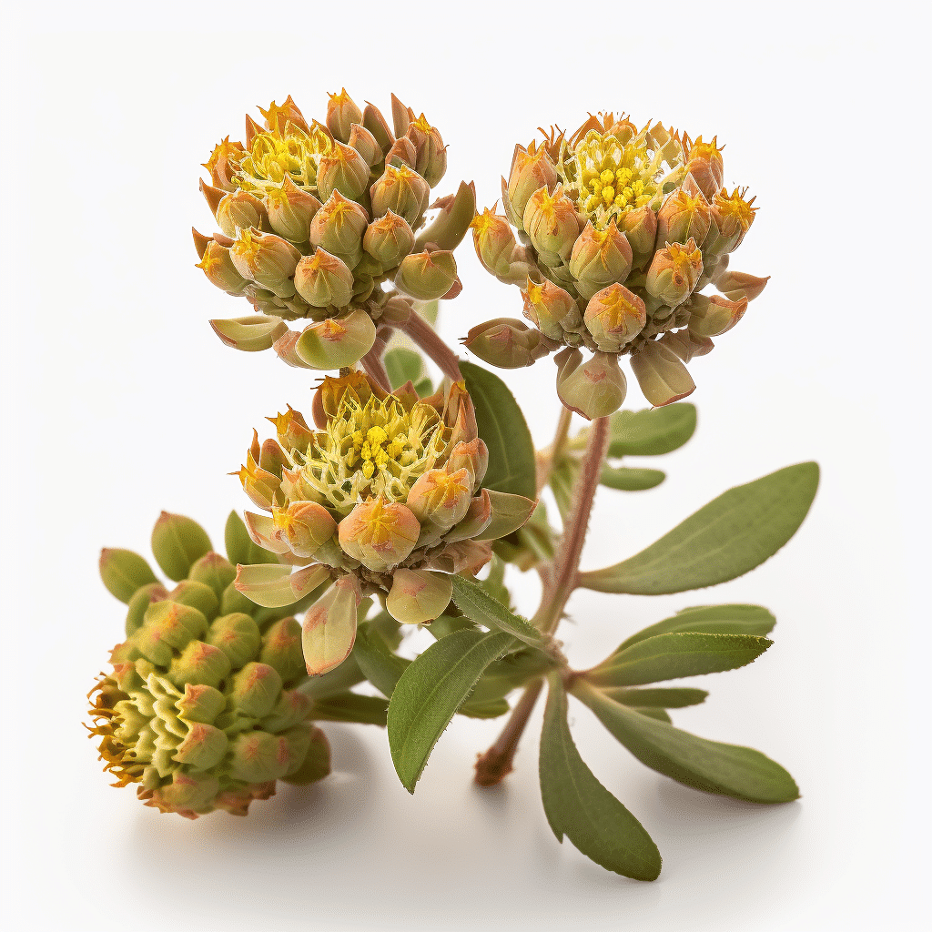 Rhodiola Rosea Nootropic Research in Iso Brain 2023 2 NAC