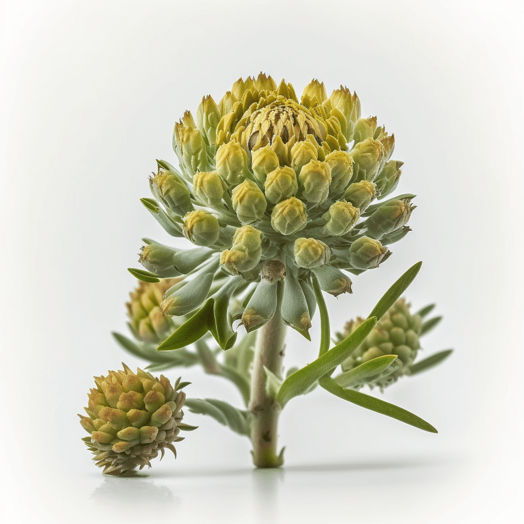 Rhodiola Rosea Nootropic Research in Iso Brain 2023 3 NAC nootropic